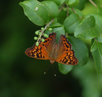 Tawny Emperor